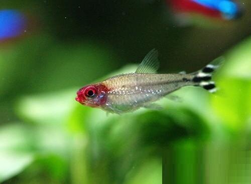 【观赏鱼】养什么观赏鱼好 适合新手养的观赏