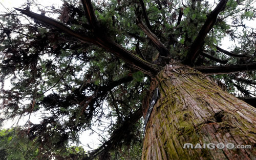 板材的环保性比较 做衣柜用什么板材最环保_十