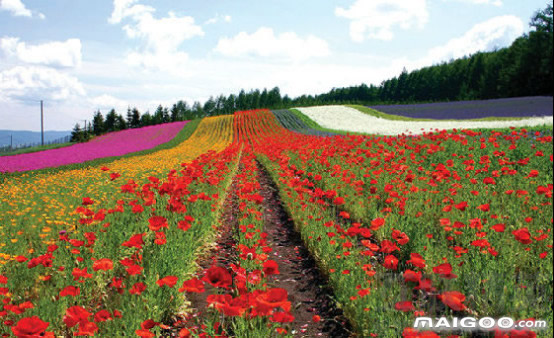 深圳九龙山生态园介绍 深圳九龙山生态园简介